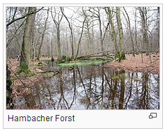 Bild Hambacher Forst